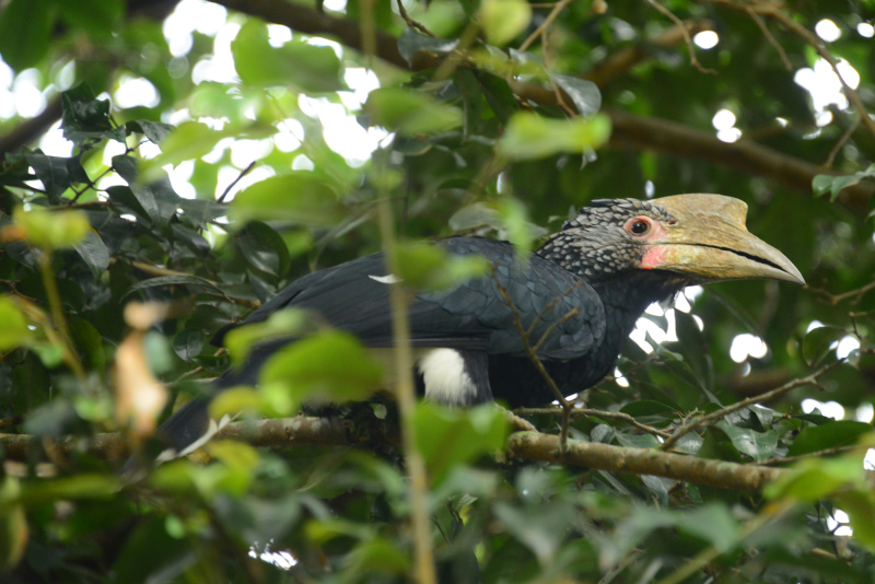 Ein Hornbill